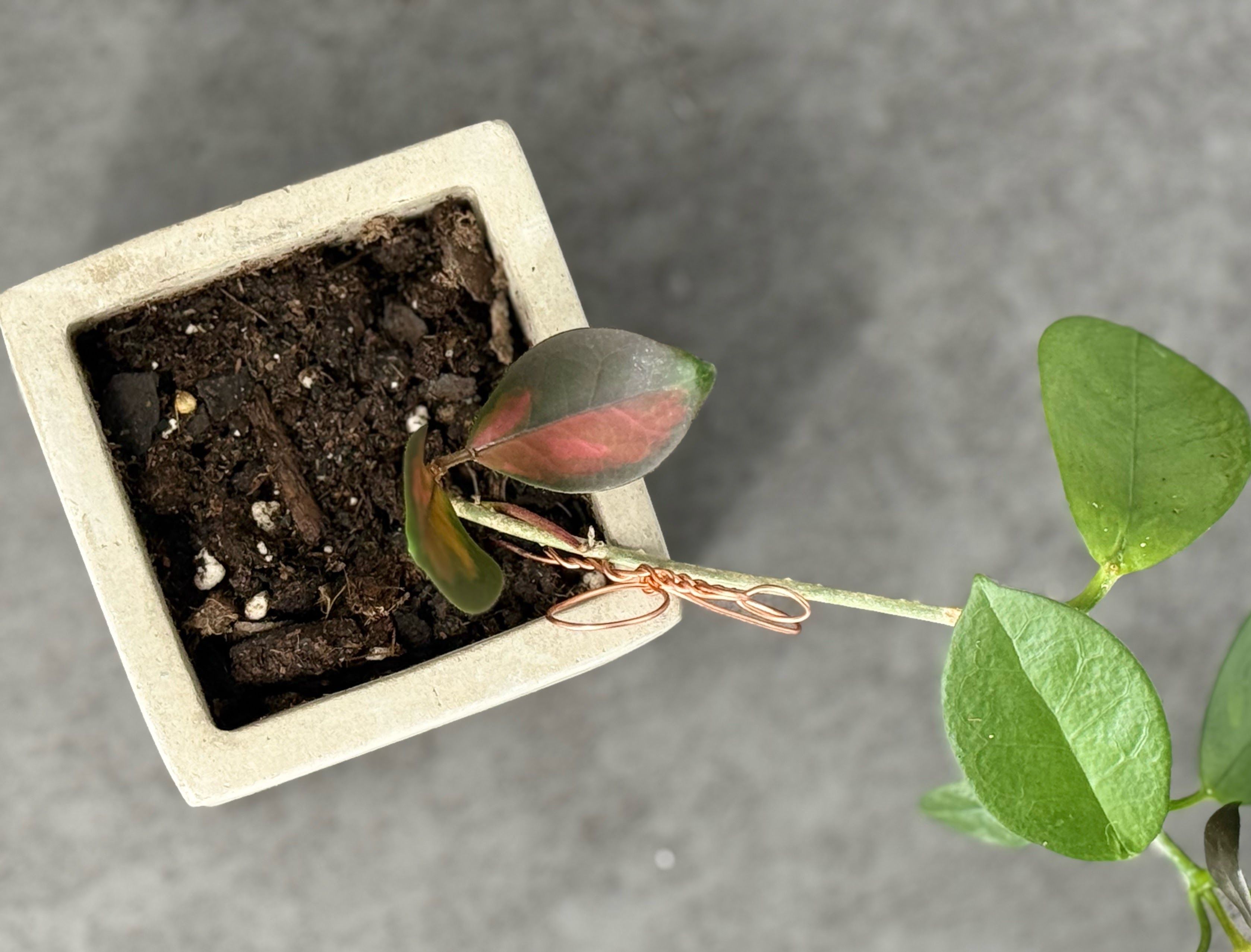 Small Hoya Lisa - Product image