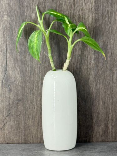 project-thumb