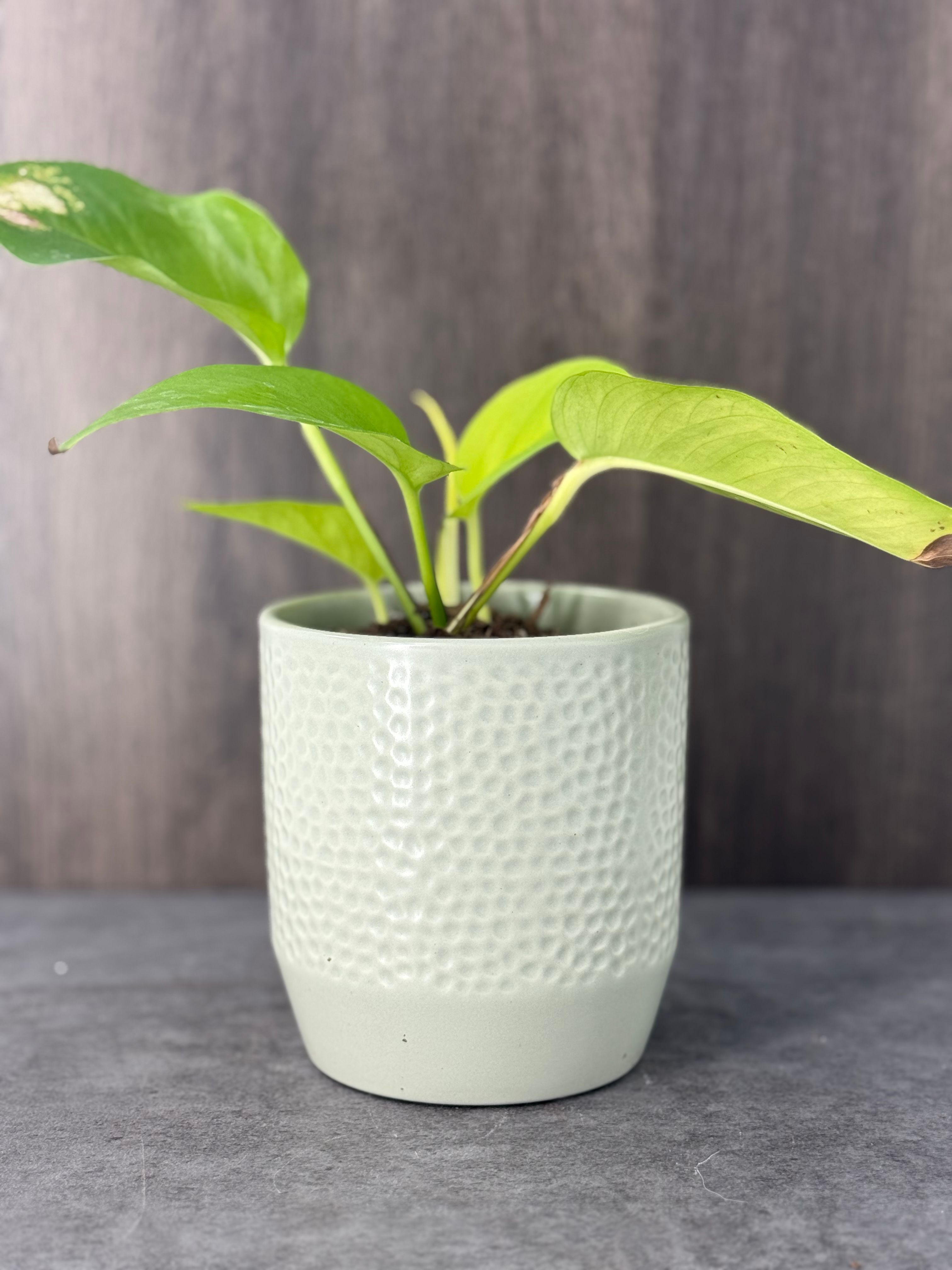 Small Neon Pothos - Product image