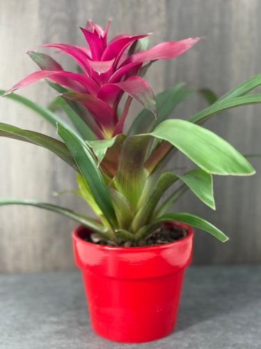 Pink Bromeliad product image