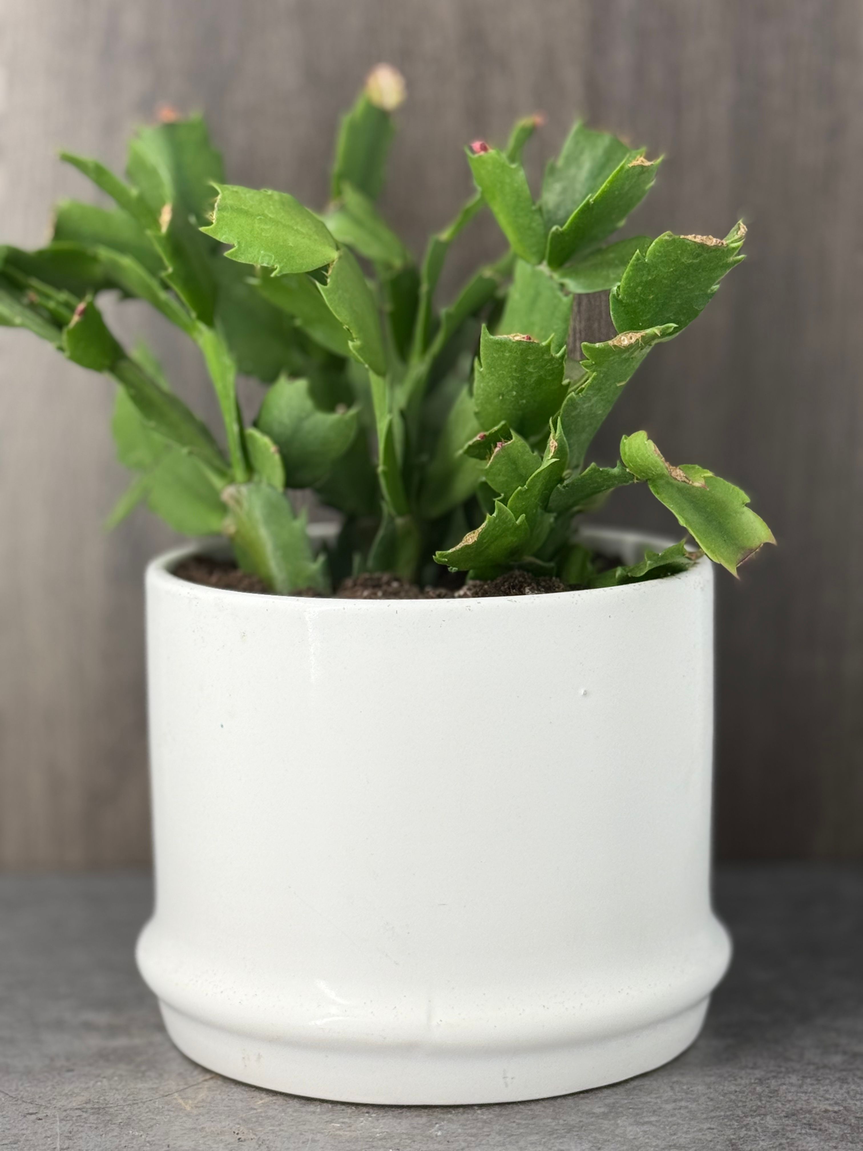 Holiday Cactus in a White Pot - Product image