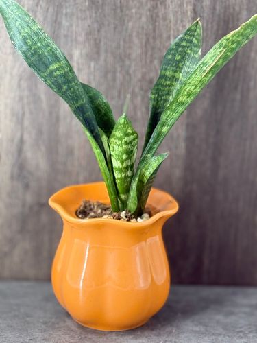 Sansevieria Zeylanica in Small Orange pot product image