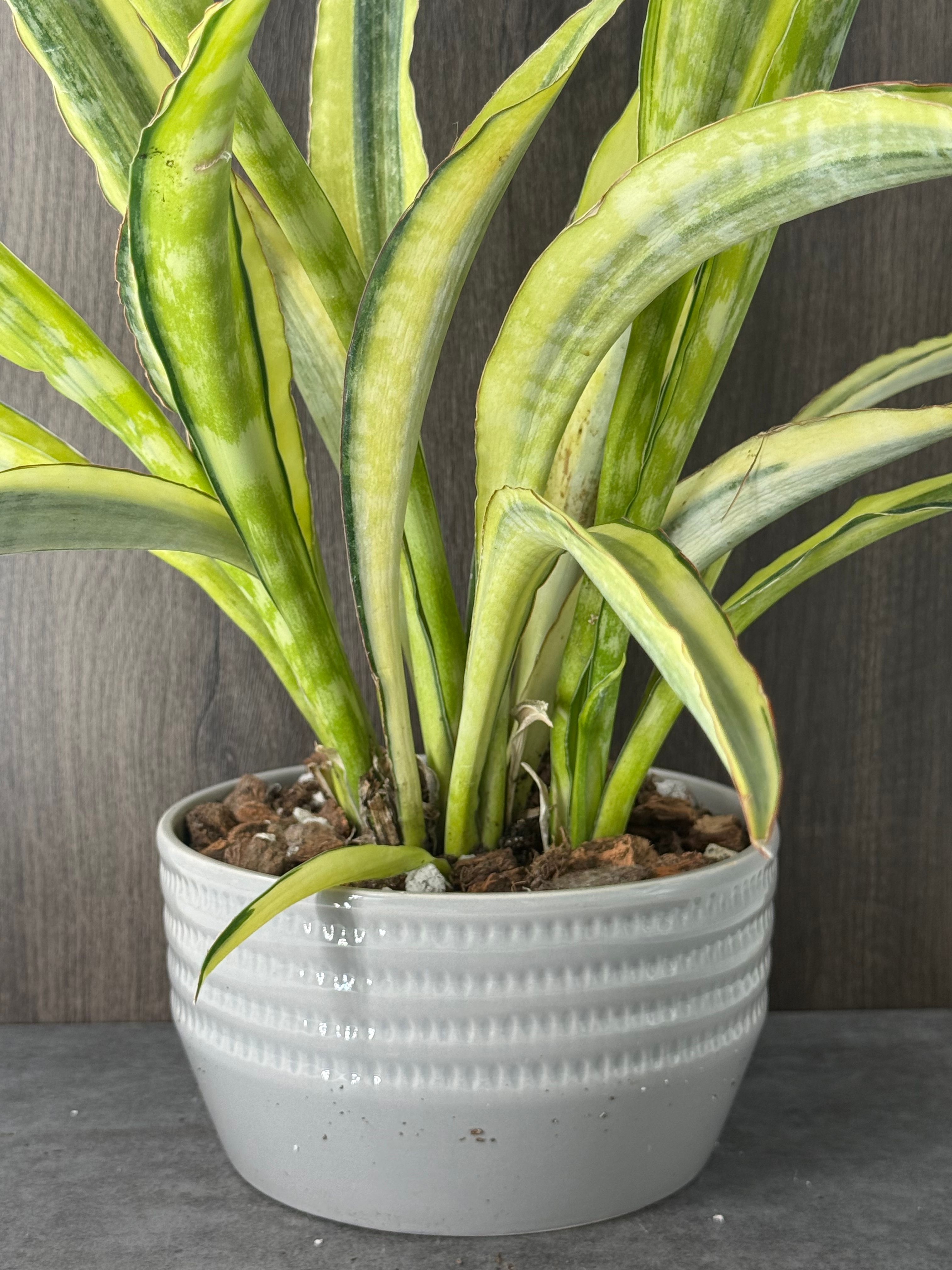 Sansevieria Yellowstone  - Product image