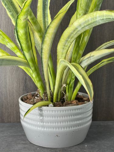 Sansevieria Yellowstone