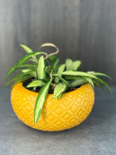 Hoya Wayetti product image