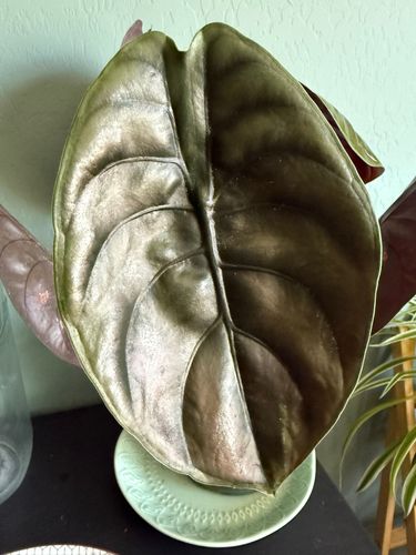 Alocasia Cupra product image