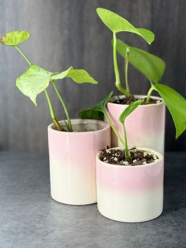 Tiered Plant Varieties product image