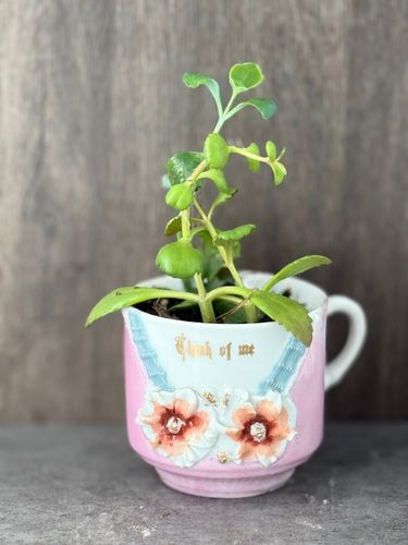 Tea Cup Kalanchoe product image