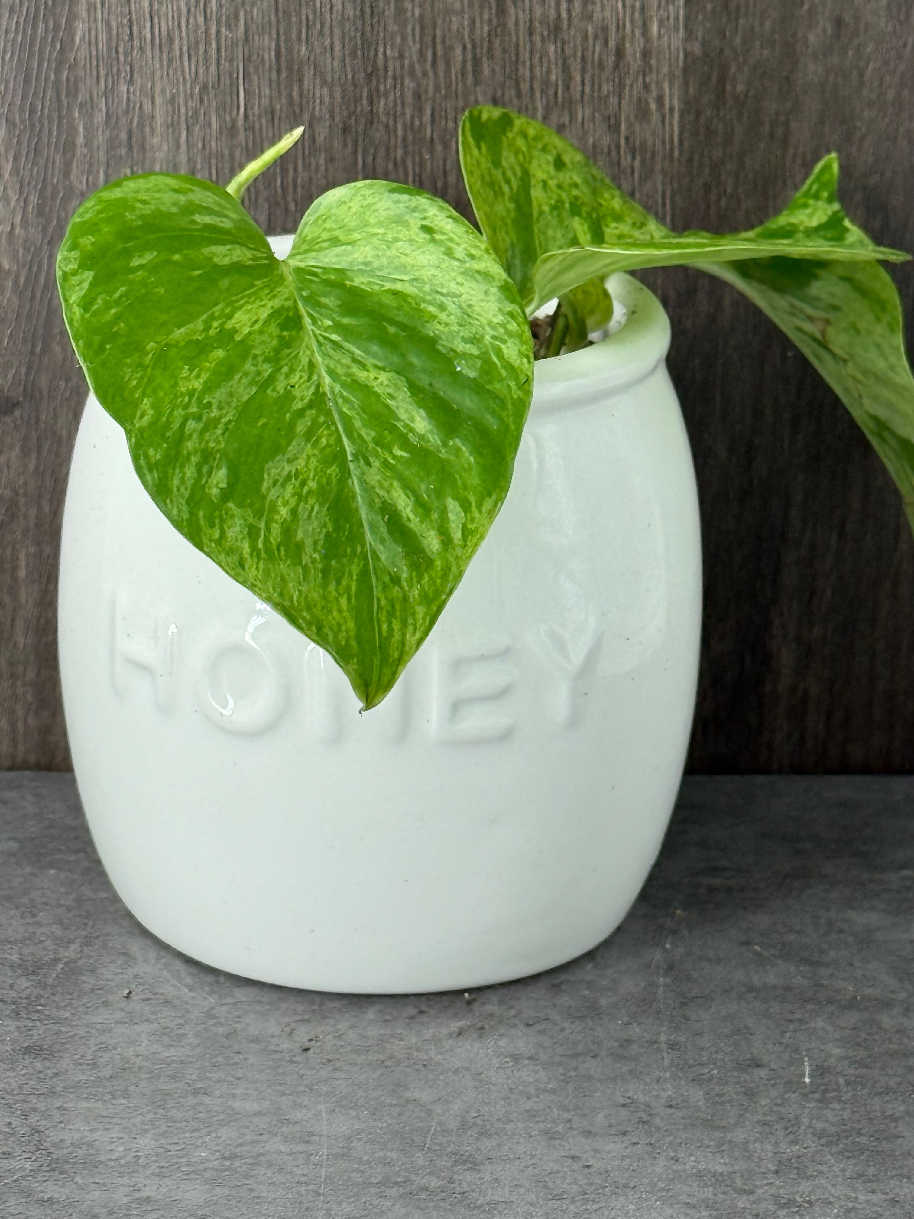 Marble Queen Pothos - Product image