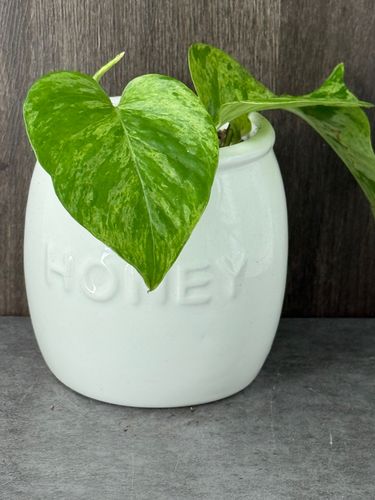 Marble Queen Pothos product image