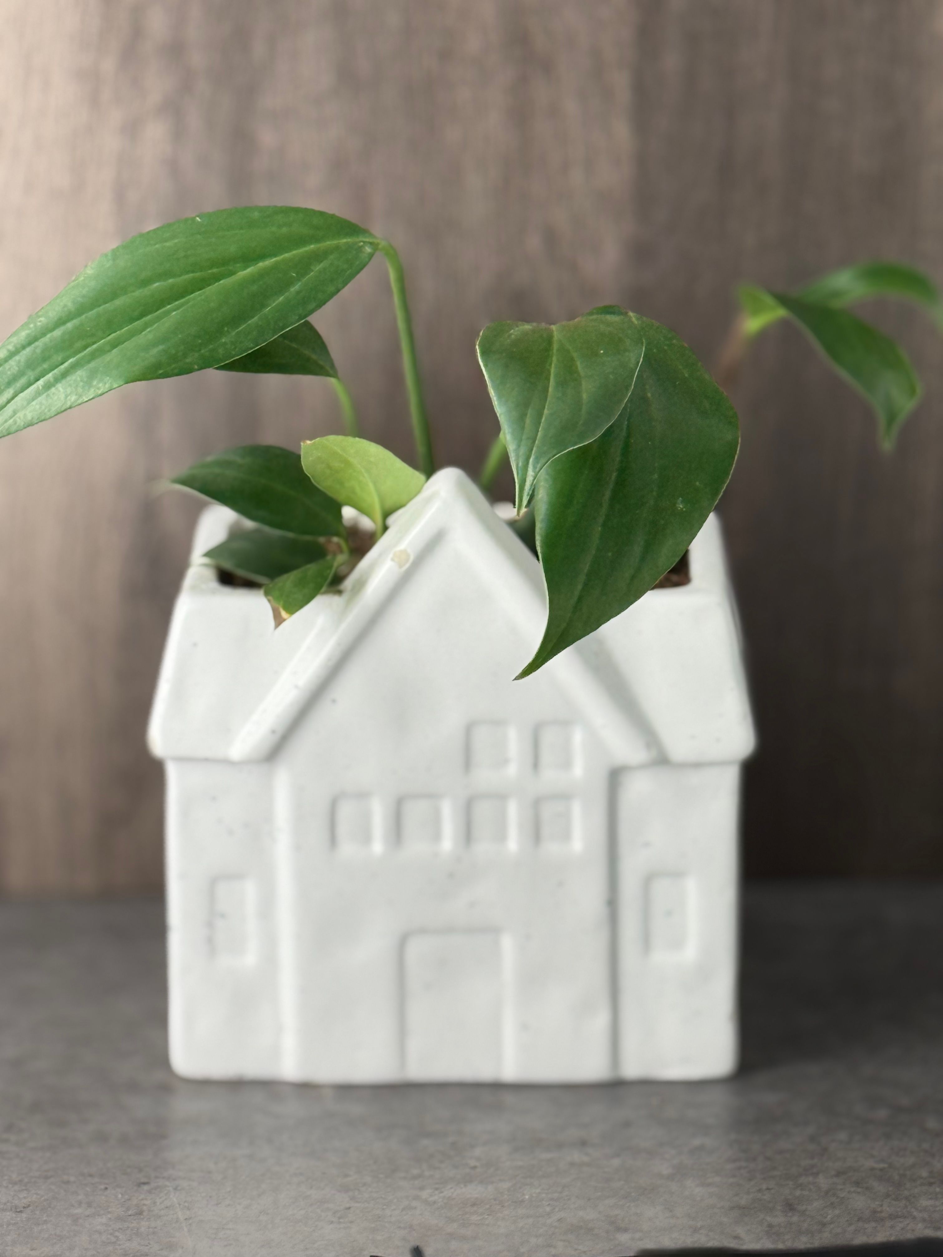 Rhaphidophora - Product image