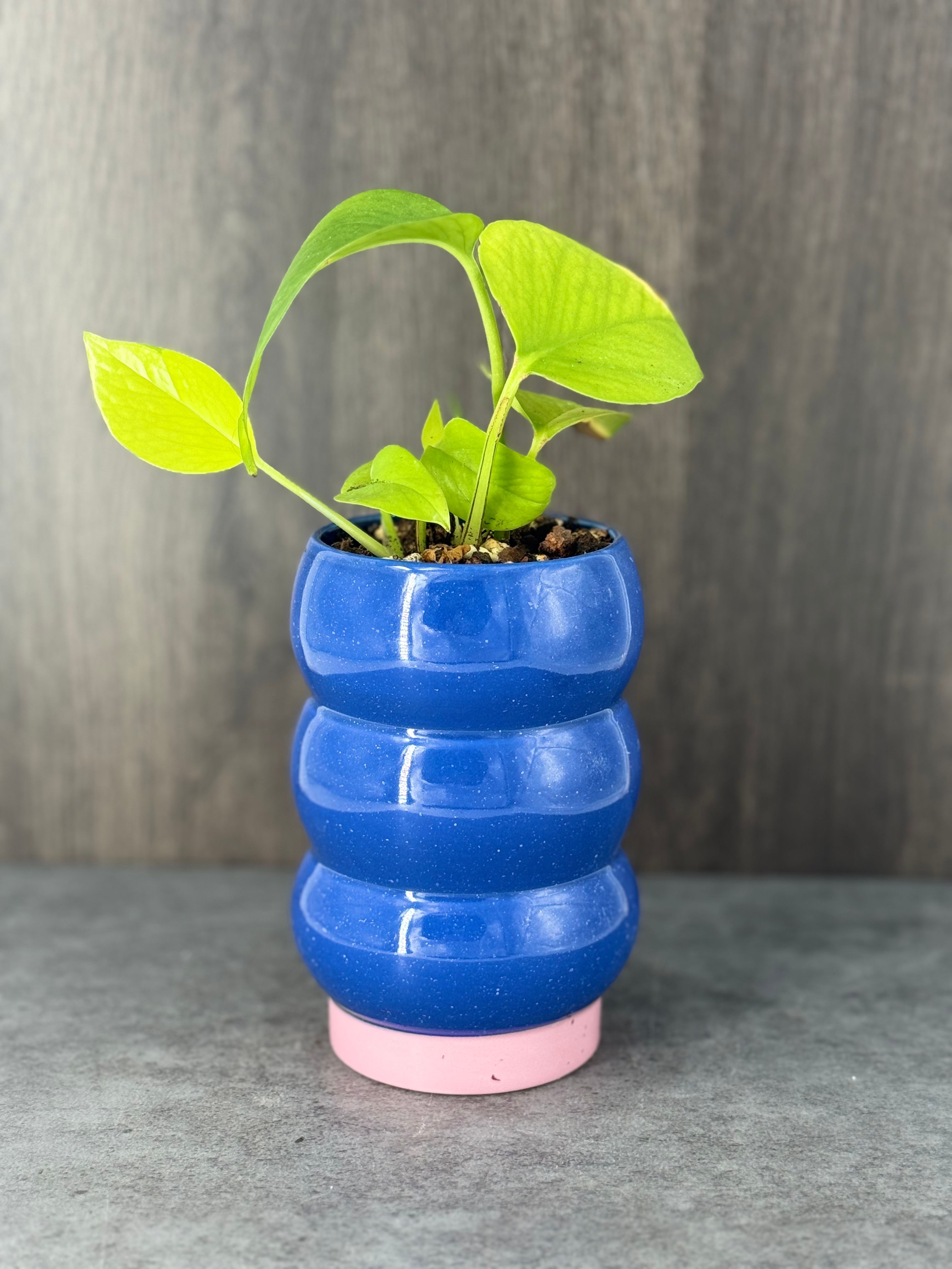 Neon Pothos - Product image