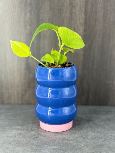 Neon Pothos product image