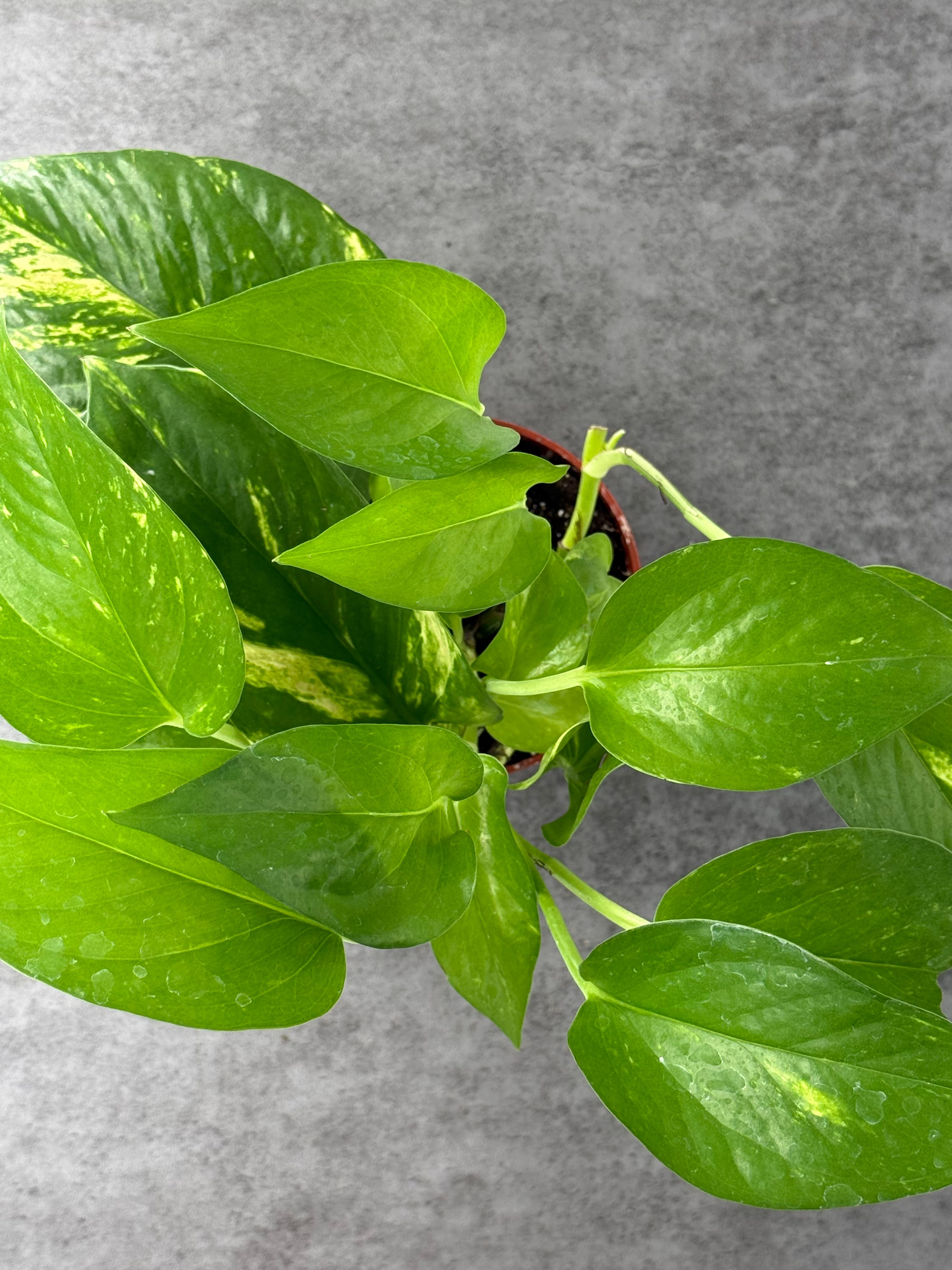 Golden Pothos - Product image
