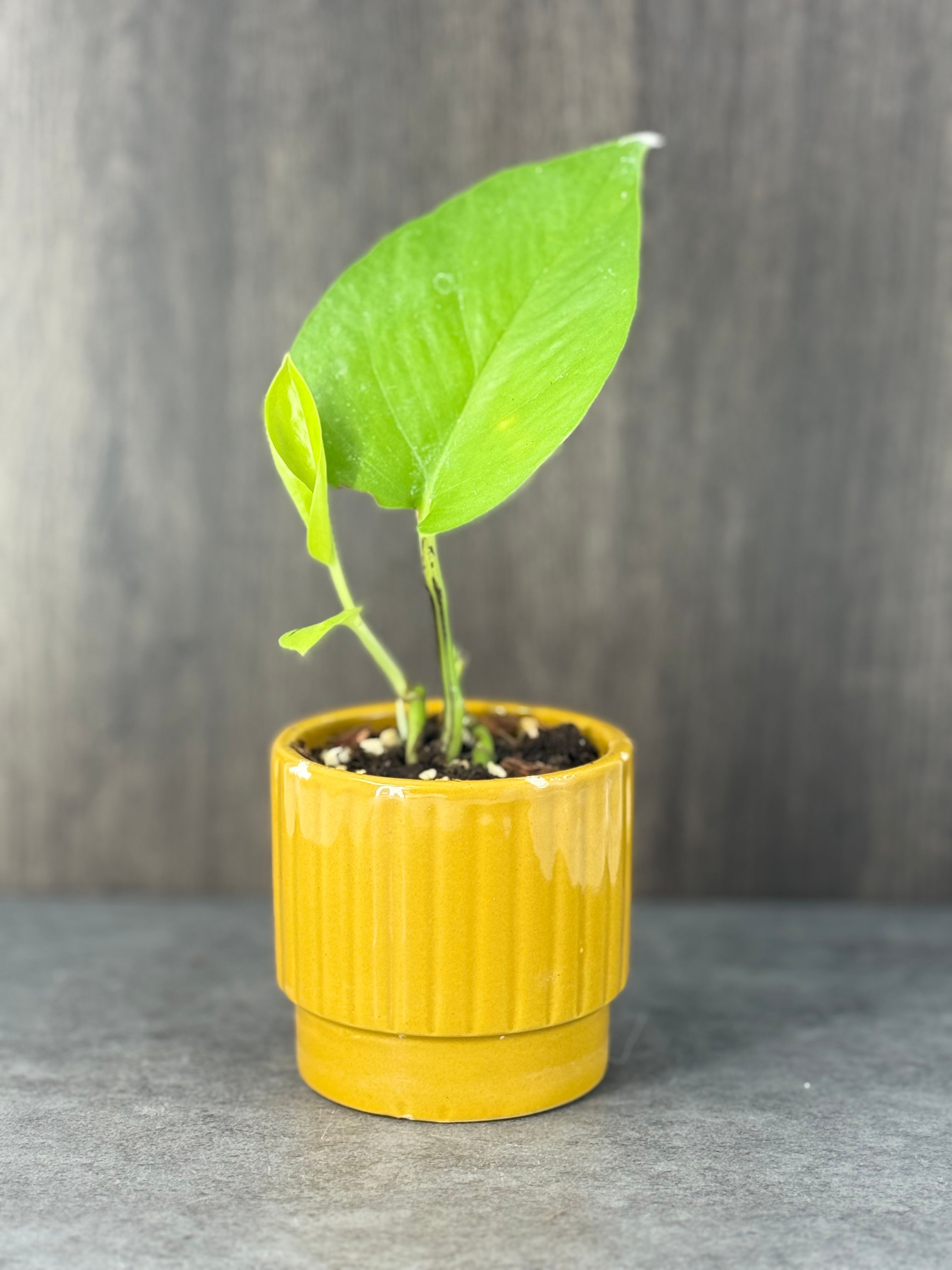 Neon pothos in yellow pot - Product image