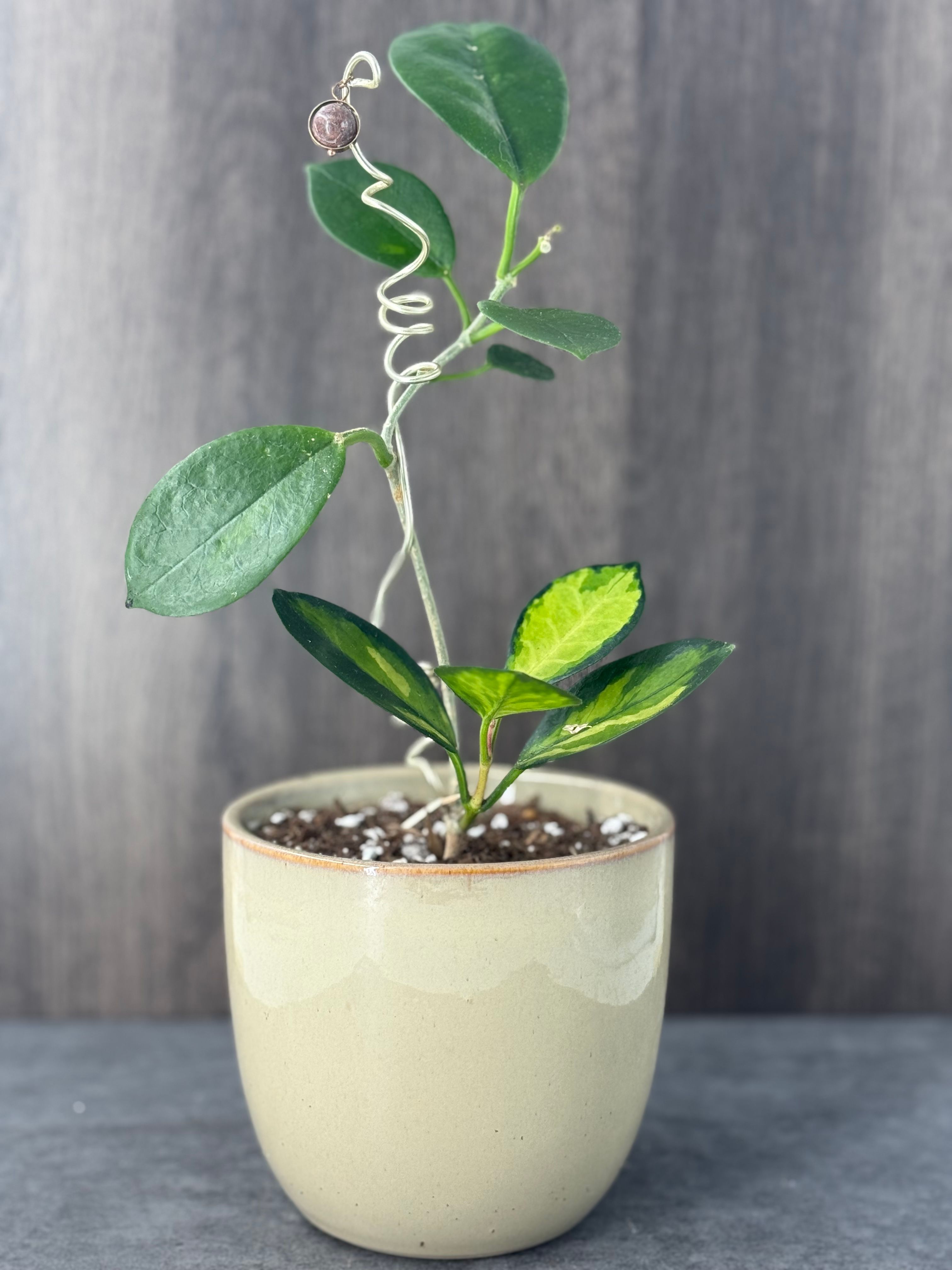 Small Hoya Lisa - Product image