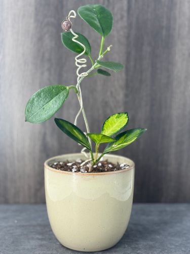 Small Hoya Lisa