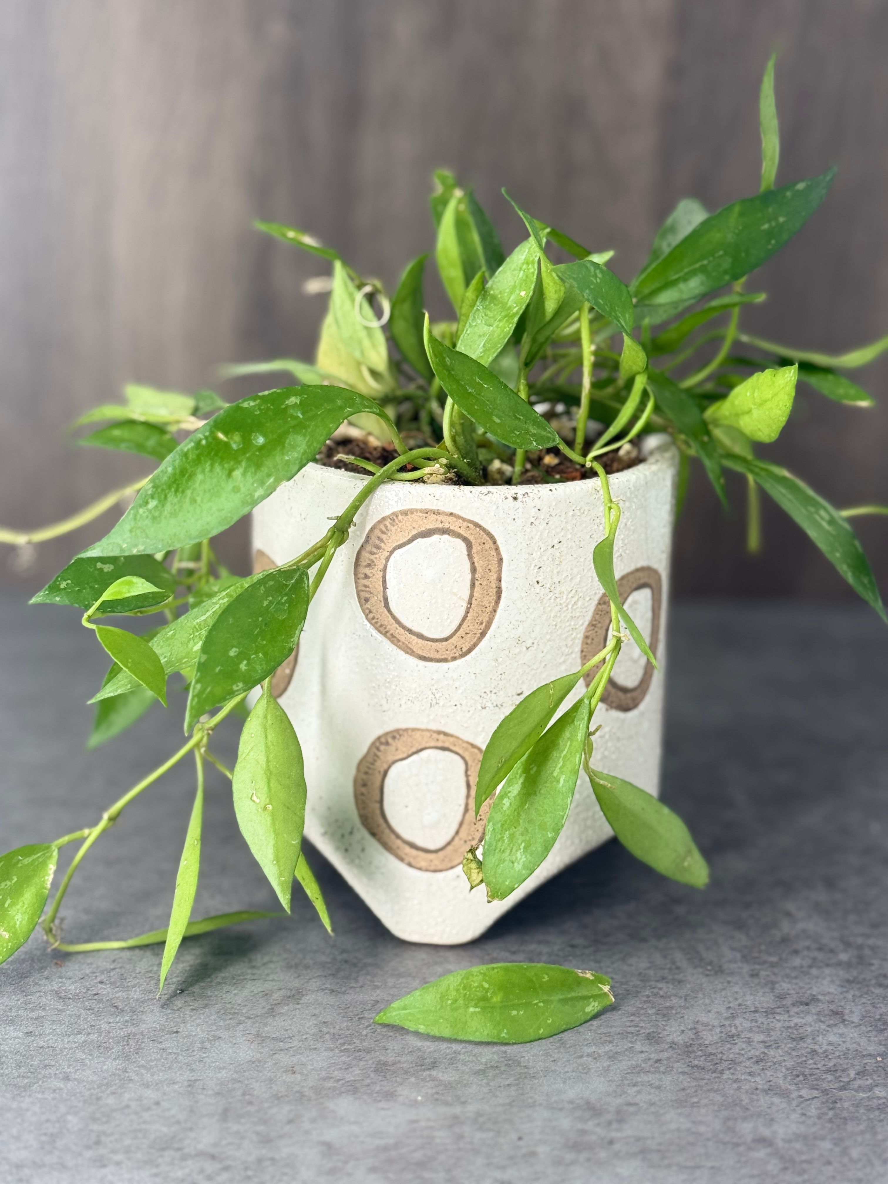 Hoya Lacunosa Mint - Product image