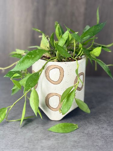 Hoya Lacunosa Mint product image