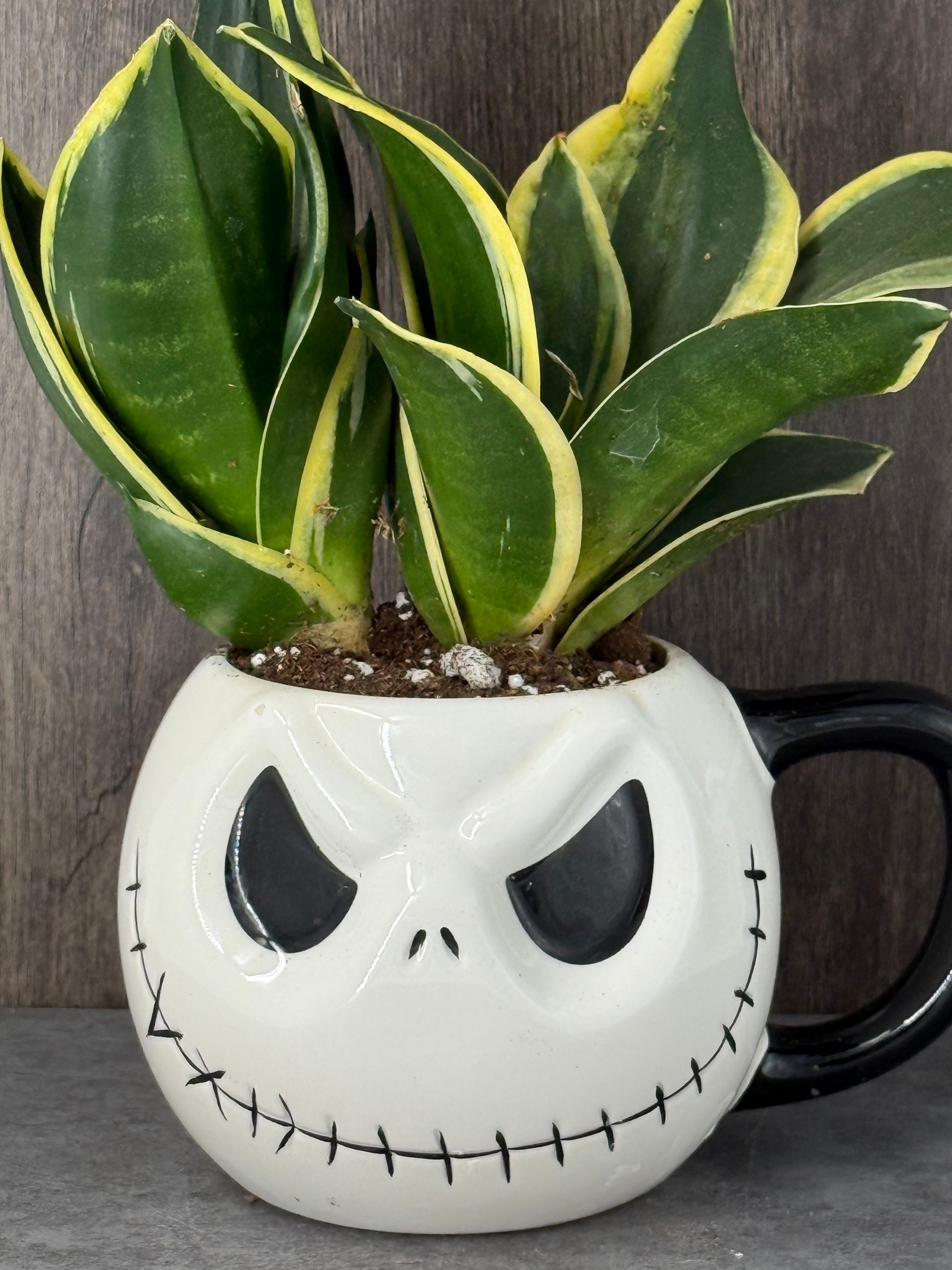 Jack Skellington Snake Plant - Product image