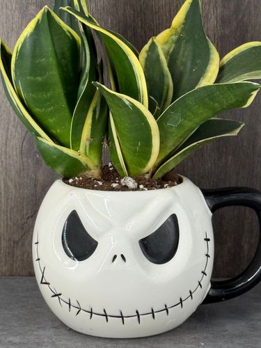 Jack Skellington Snake Plant product image