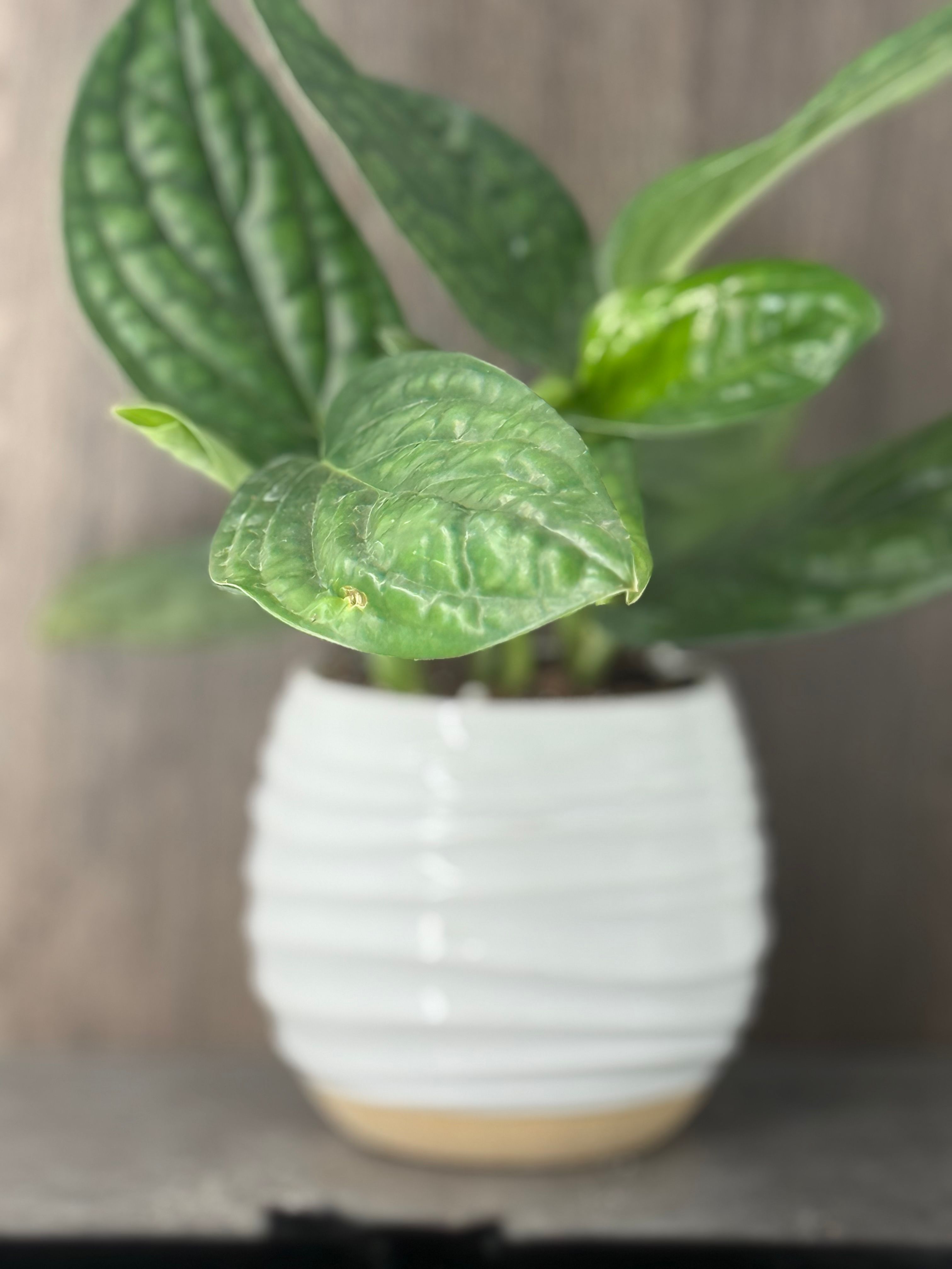 Monstera Peru - Product image
