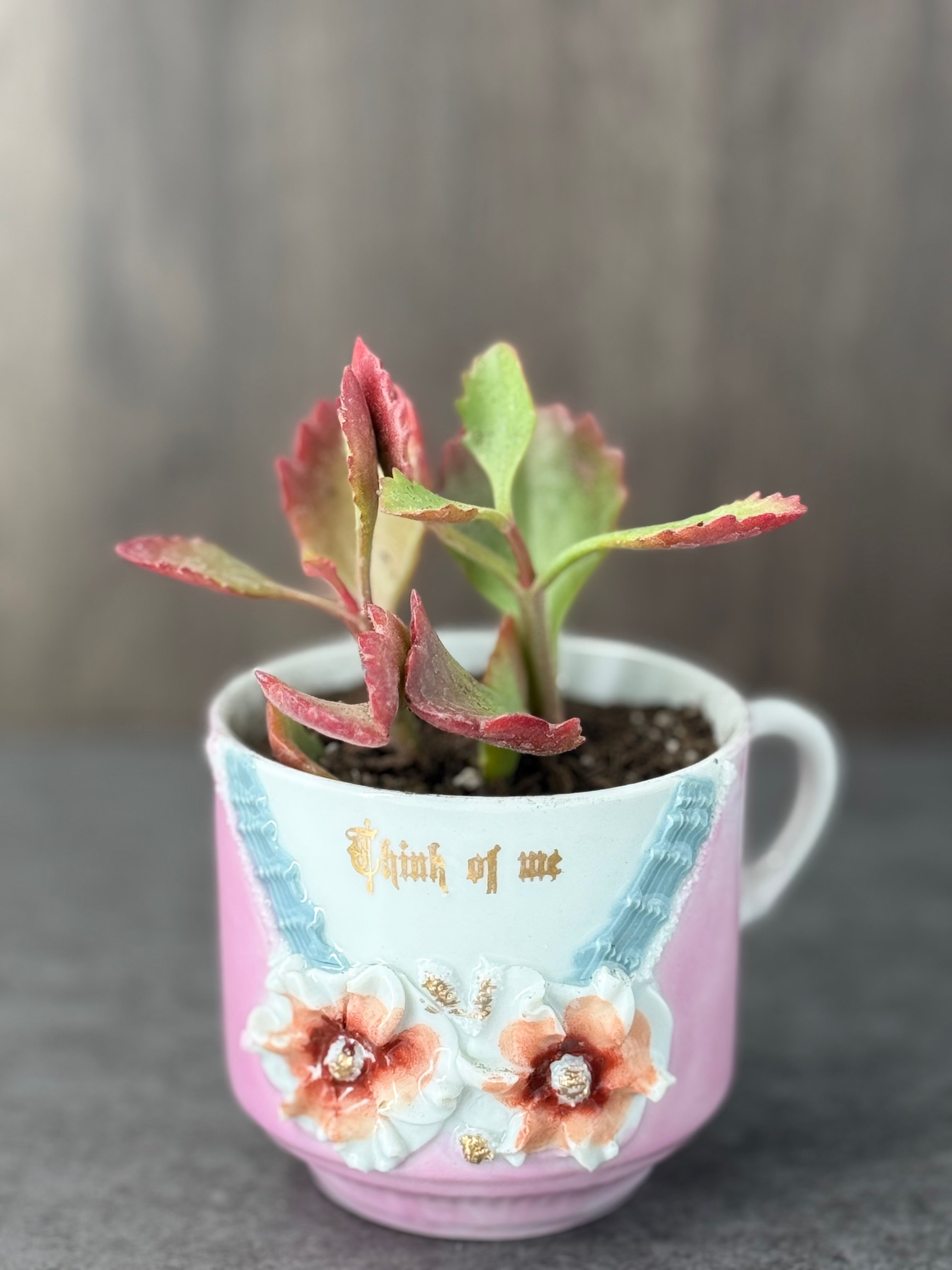 Tea Cup Succulent - Product image