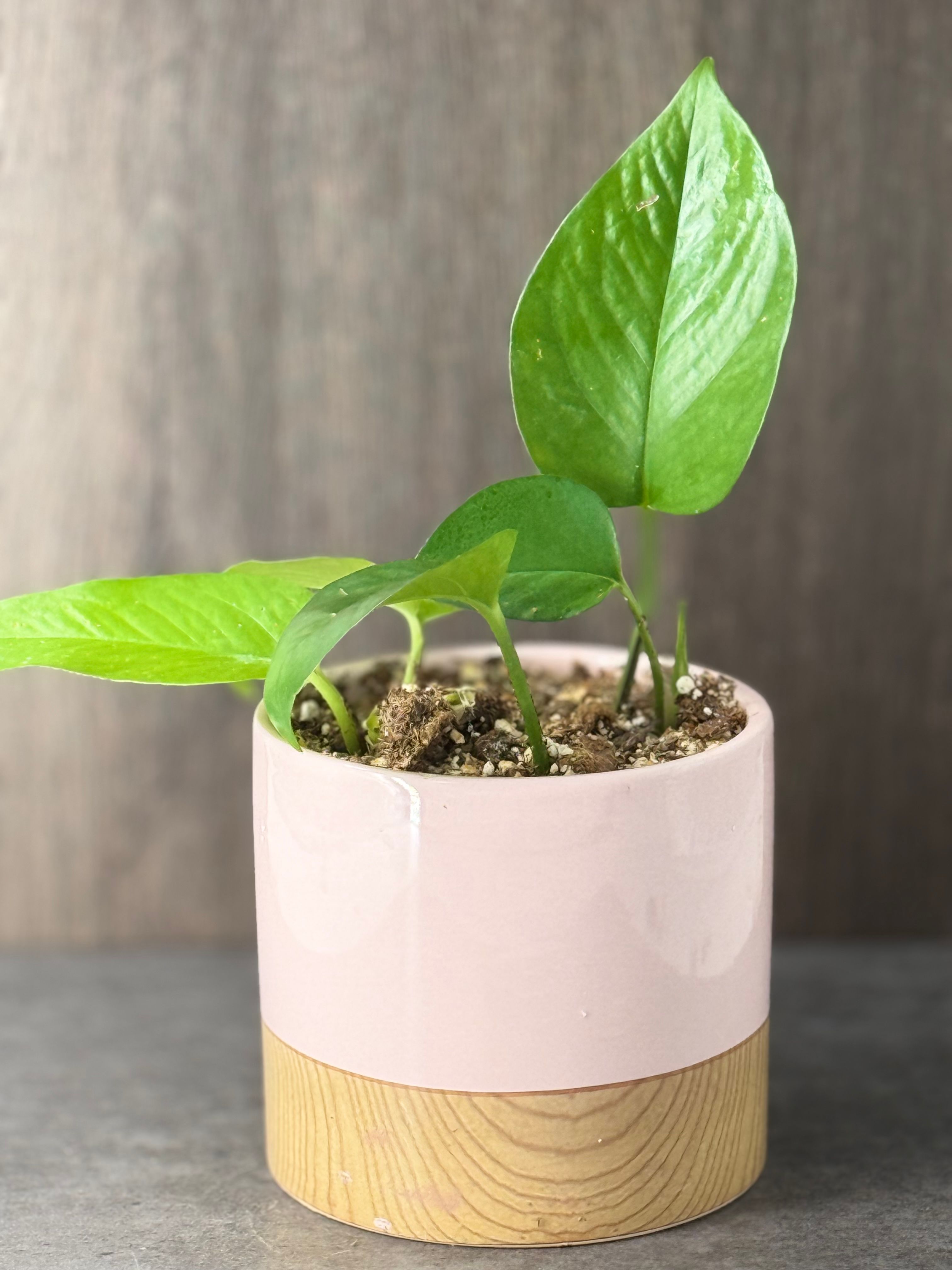 Pothos in a Pink Pot - Product image