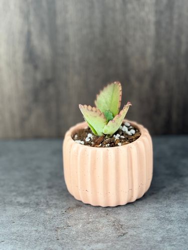 Small Red Mother of Thousands product image