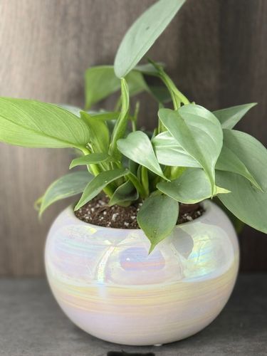 Potted Silver Dust Philodendron product image