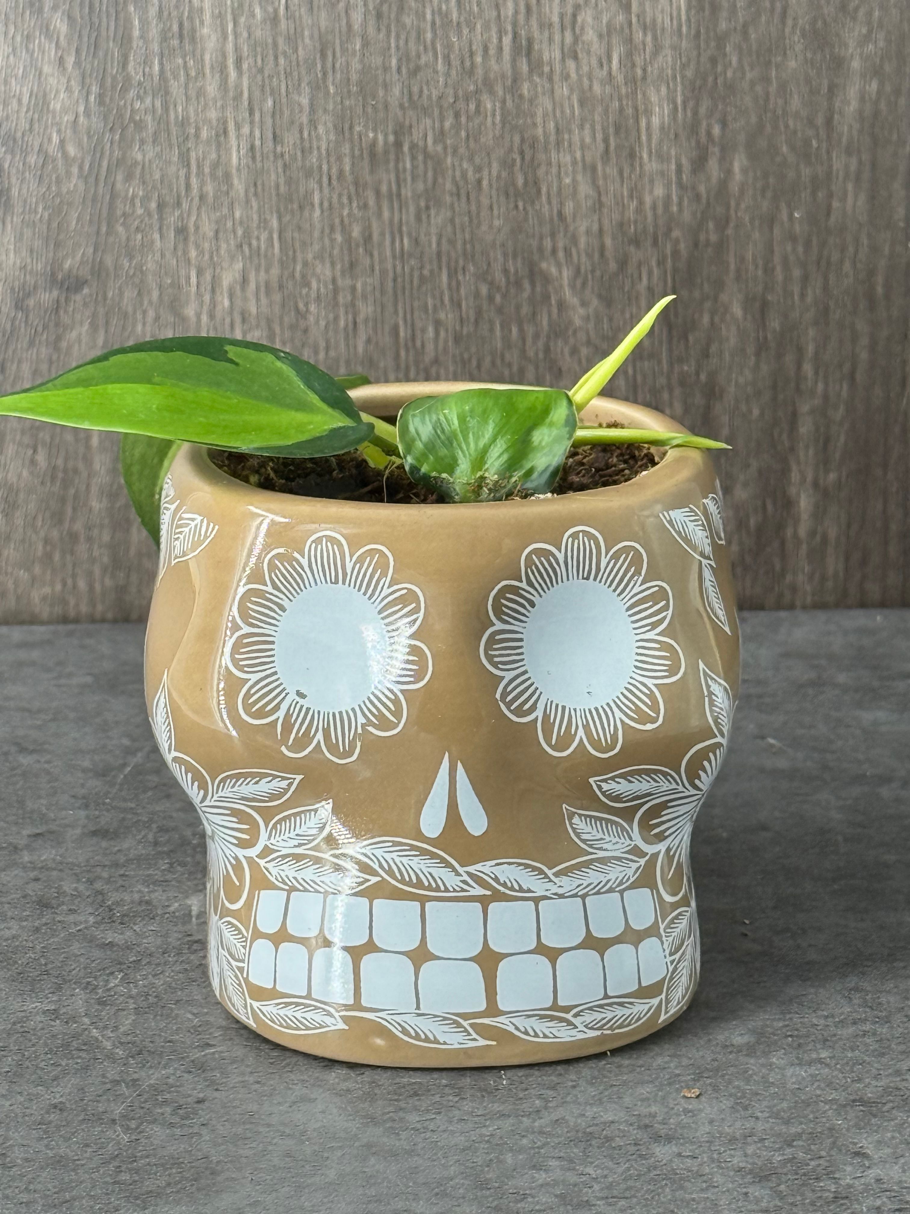 Philodendron Brazil in  a Sugar Skull Pot - Product image