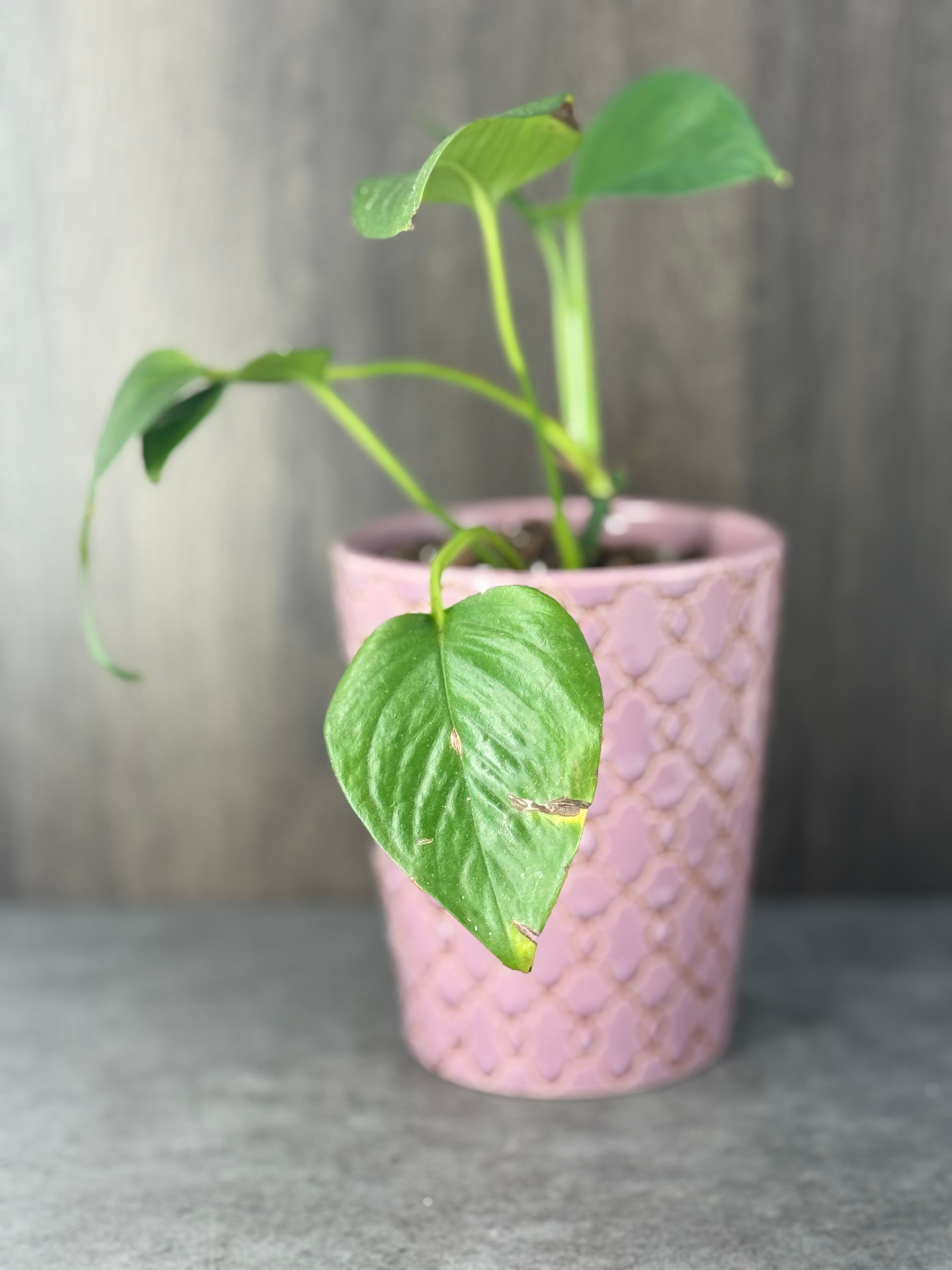 Golden Pothos - Product image