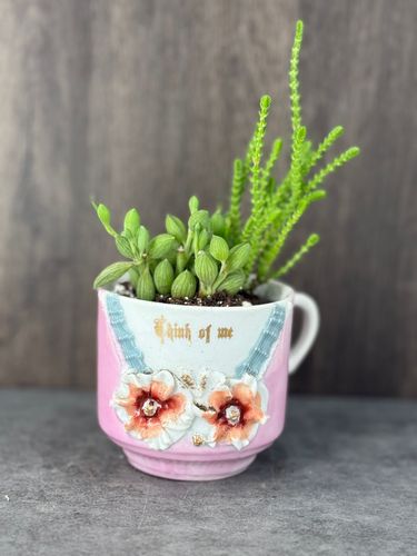 Teacup Succulents product image