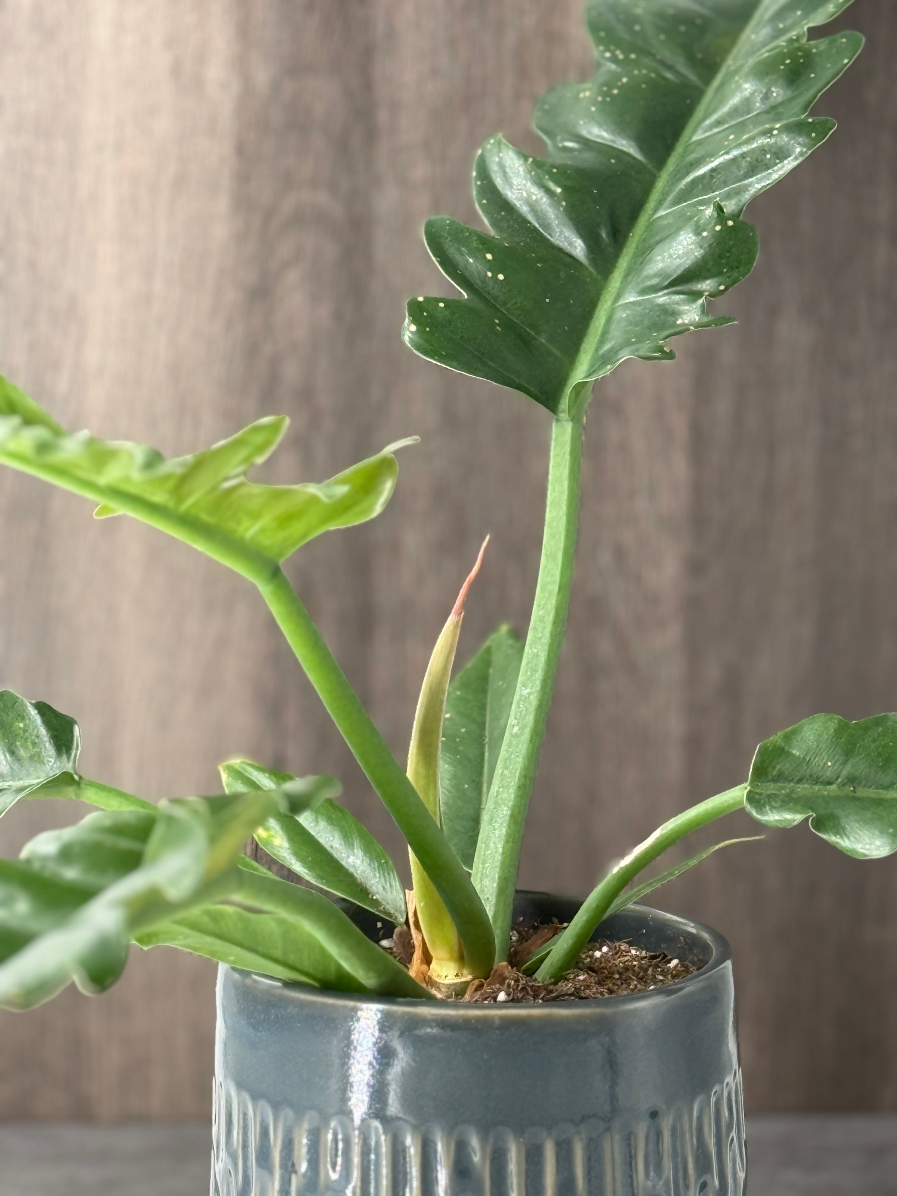 Jungle Boogie Philodendron - Product image
