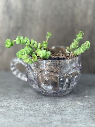 String of Buttons product image