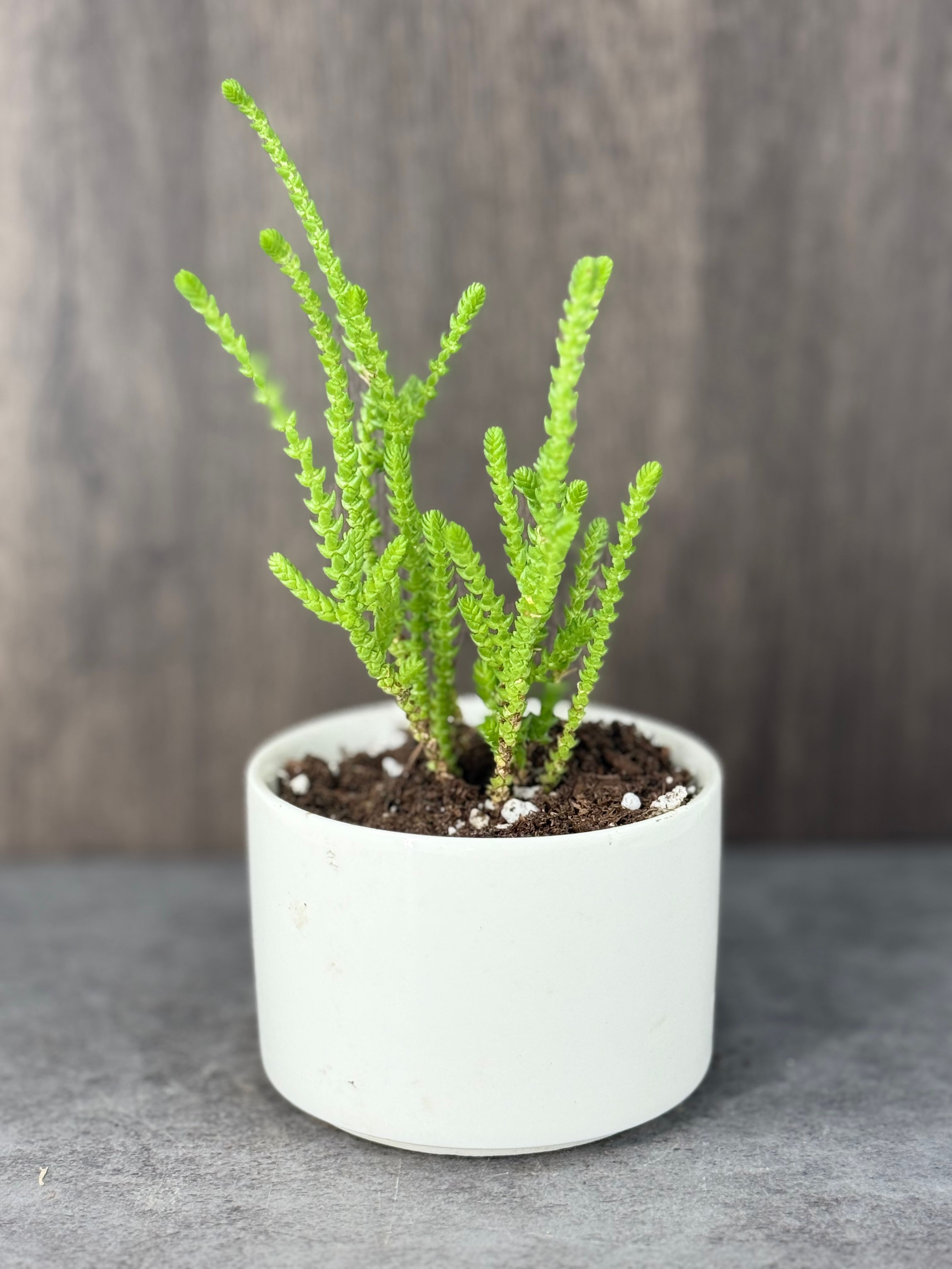 Watch Chain Crassula - Product image