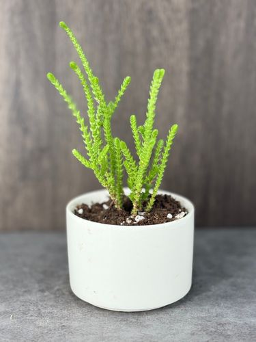Watch Chain Crassula product image