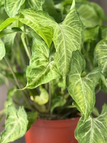 6 inch Syngonium product image