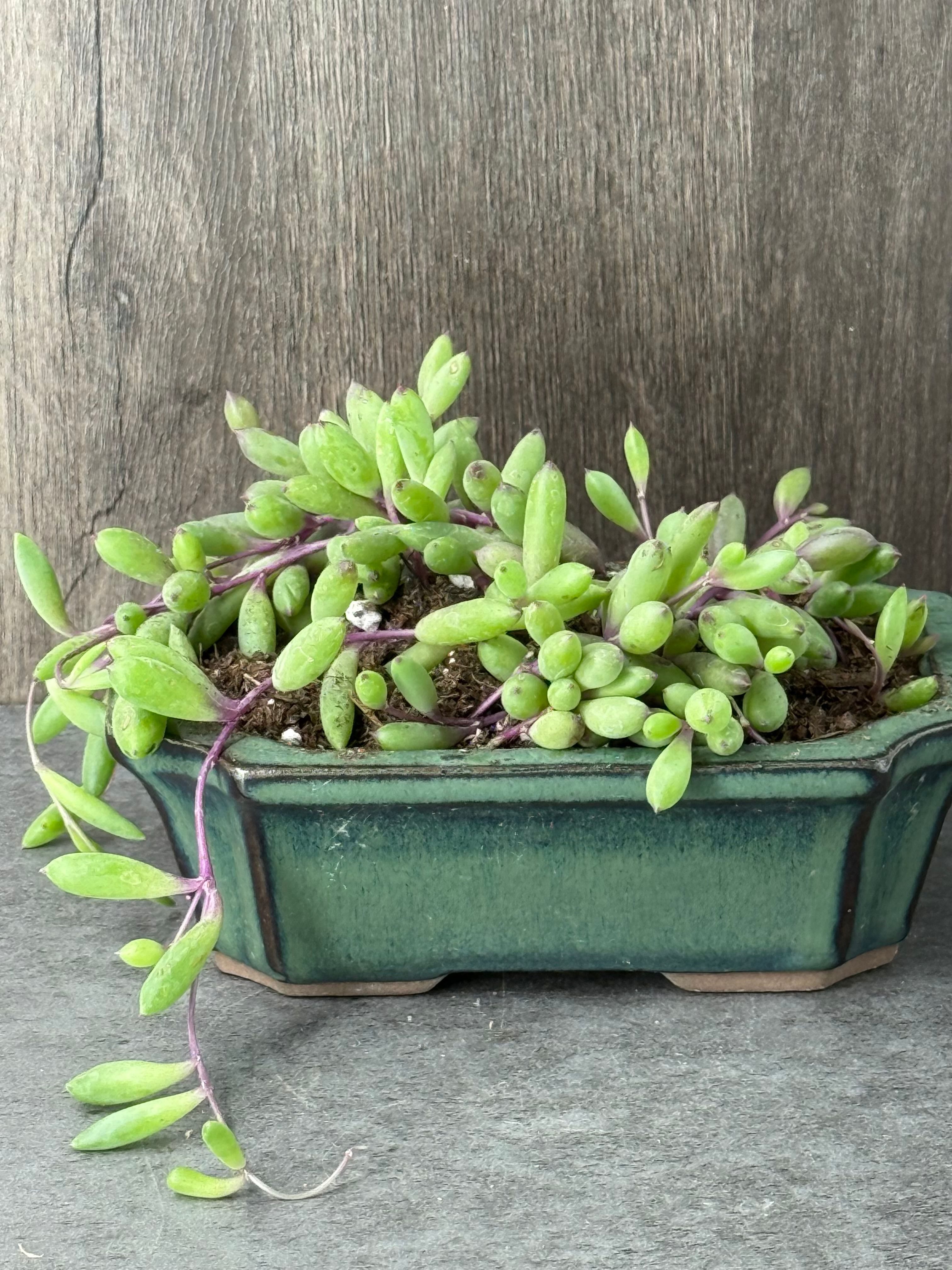 String of Rubies in Pot - Product image