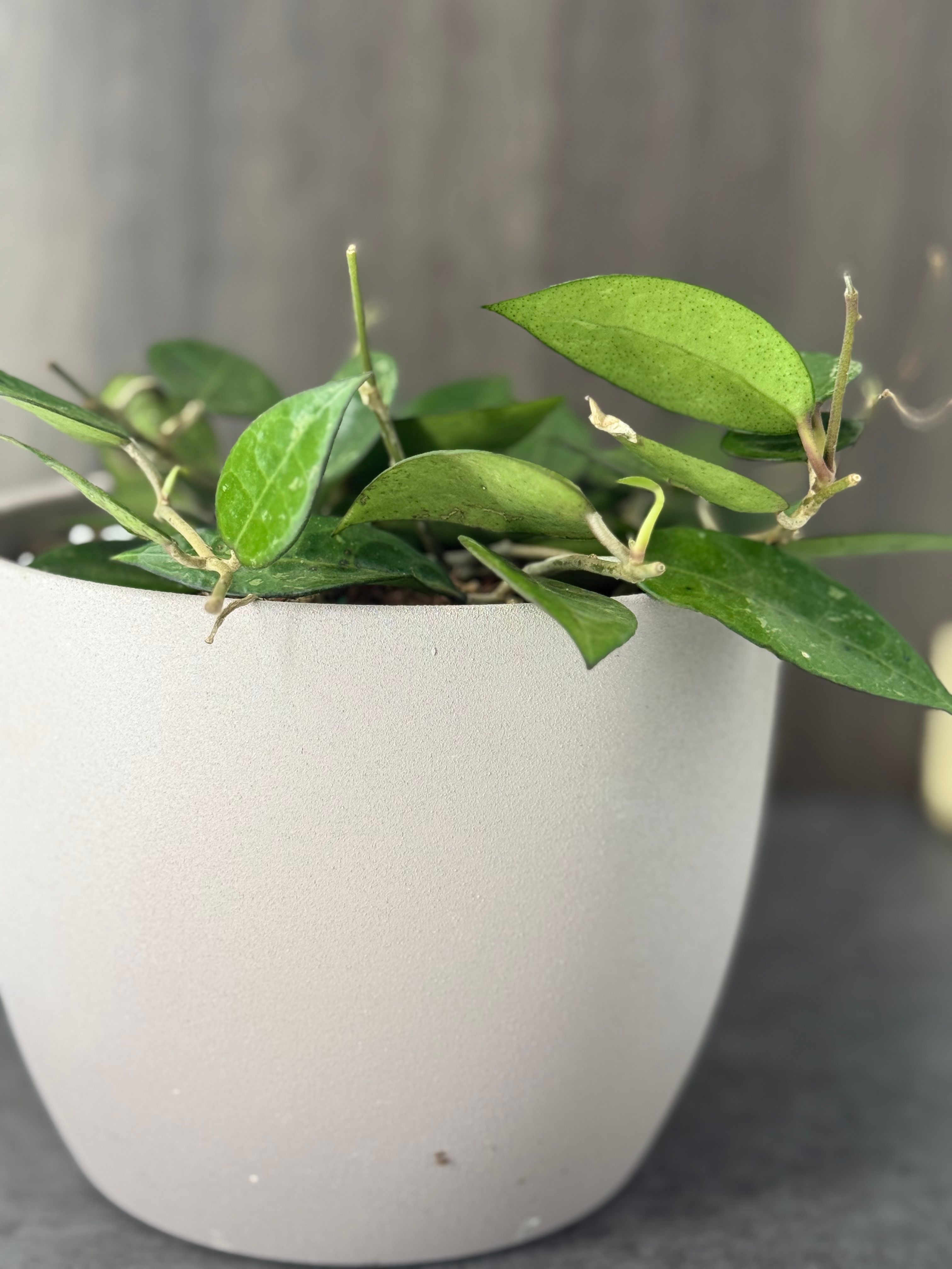 Hoya Black Margin - Product image