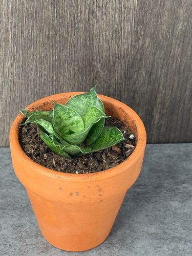 Sansevieria in 2 inch Terra Cotta Pot product image