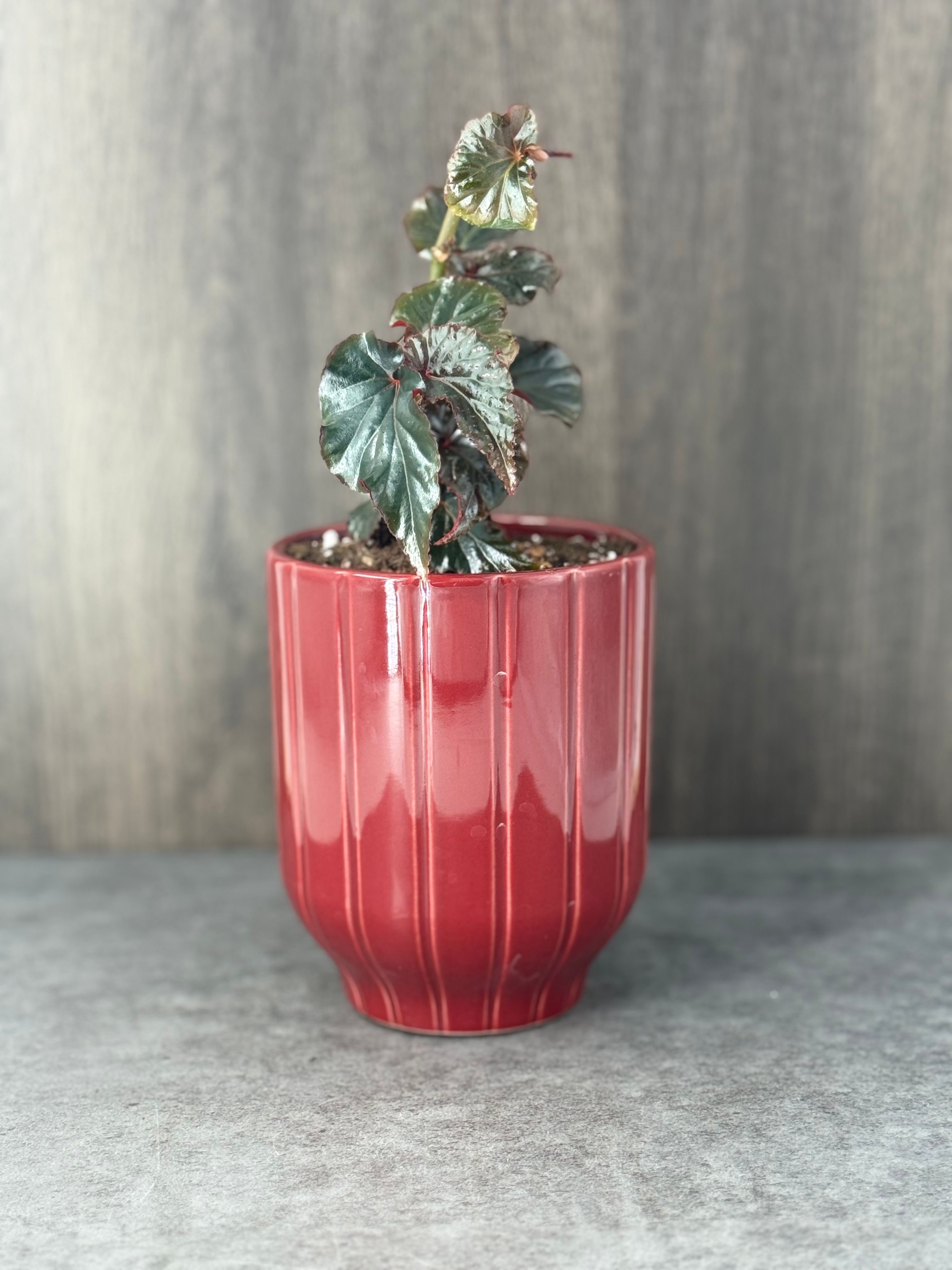 Begonia Black Magic - Product image