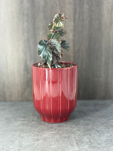 Begonia Black Magic product image