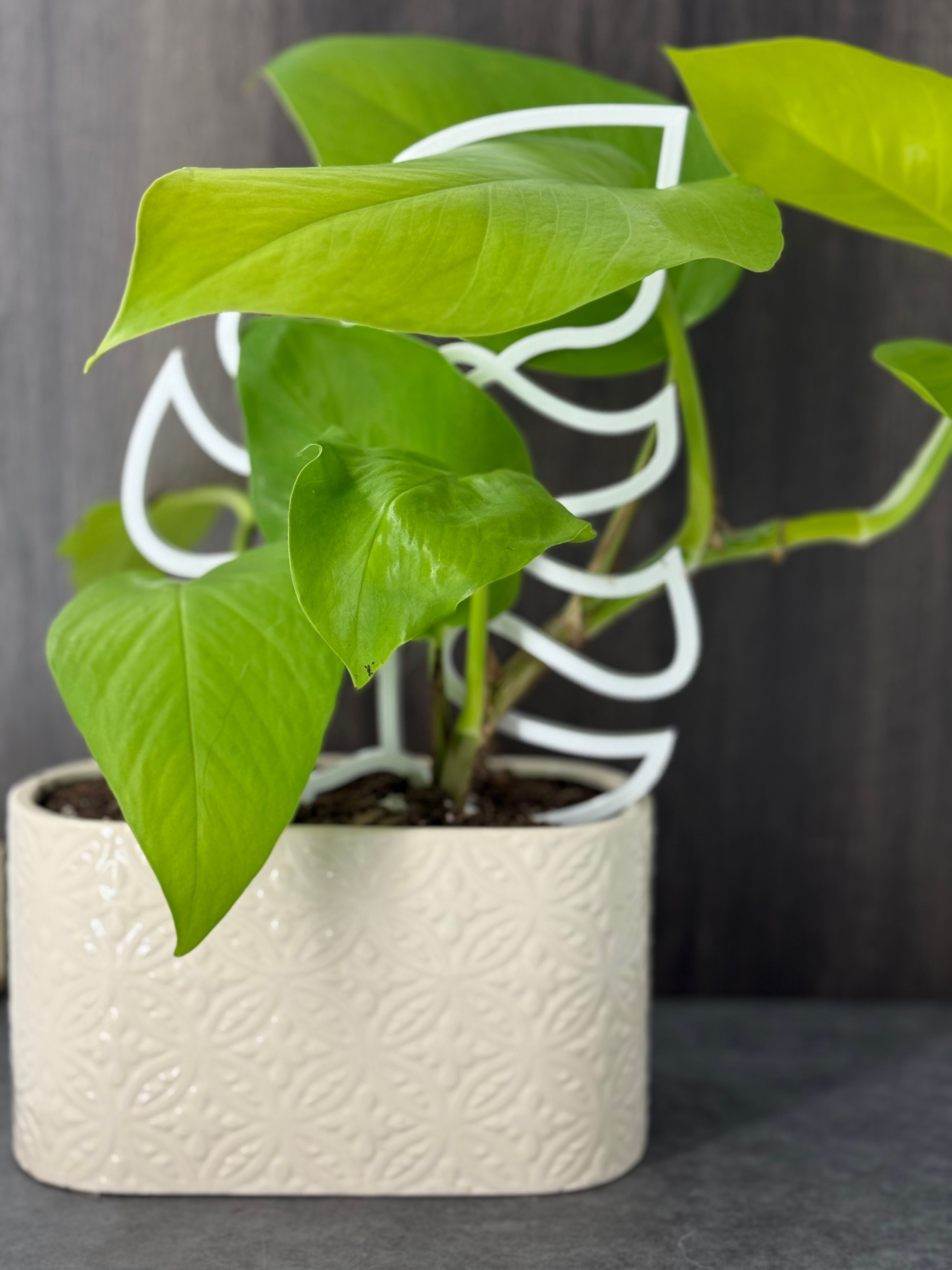 Neon Pothos - Product image