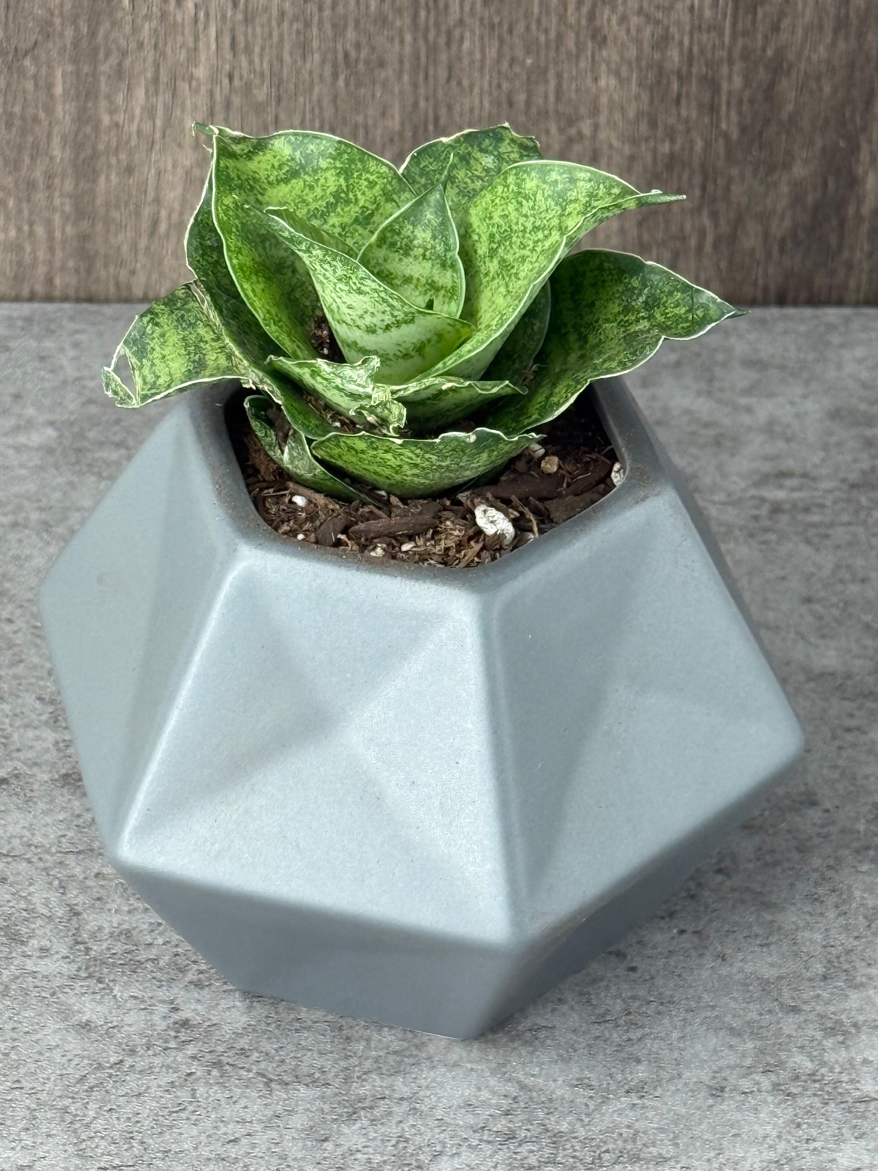 Sansevieria in 2 Inch Black Pot - Product image