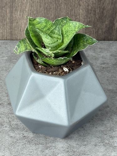 Sansevieria in 2 Inch Black Pot product image