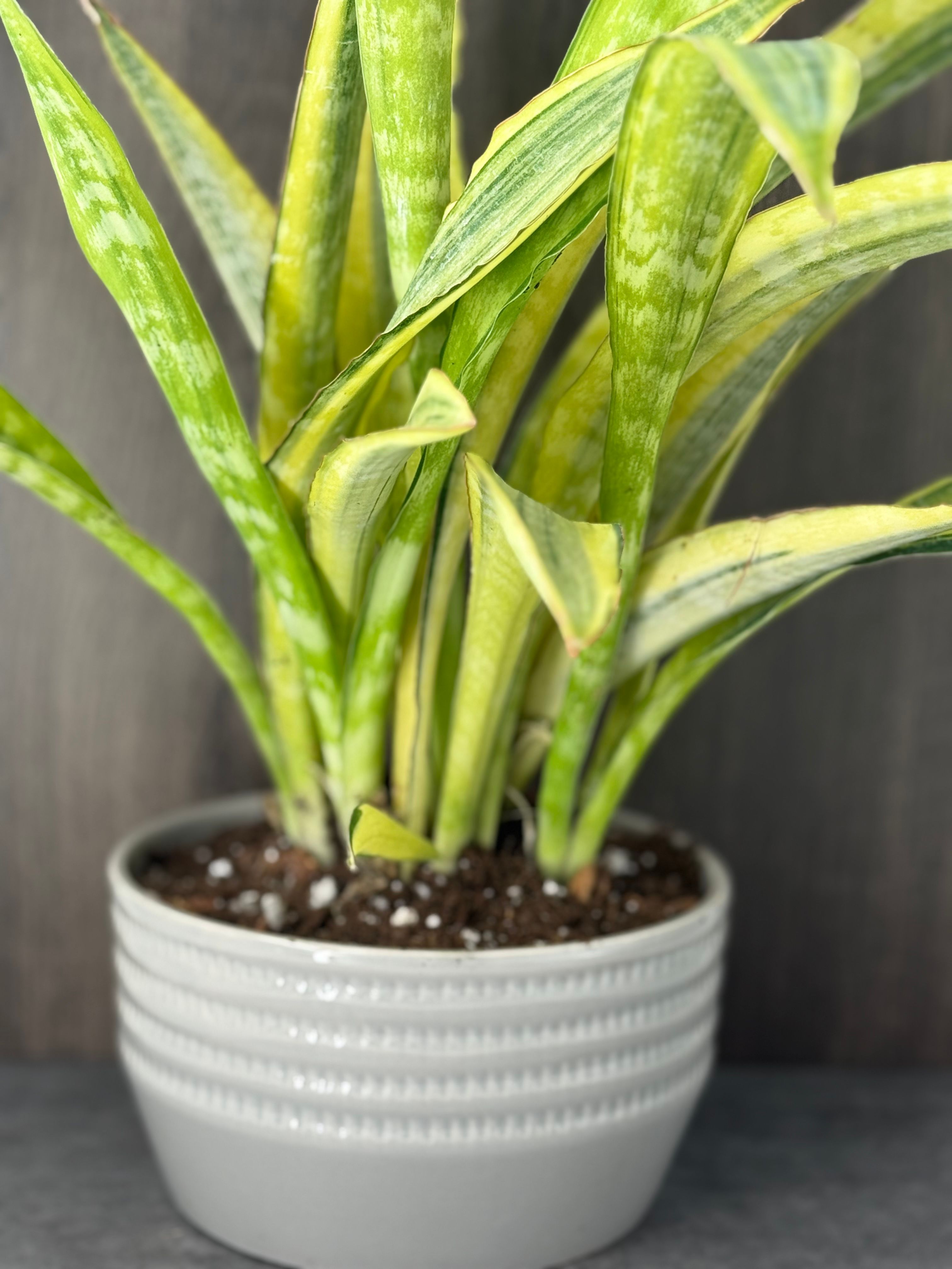 Sansevieria Yellowstone - Product image