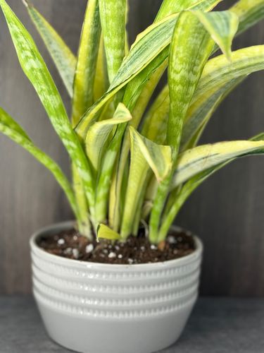 Sansevieria Yellowstone