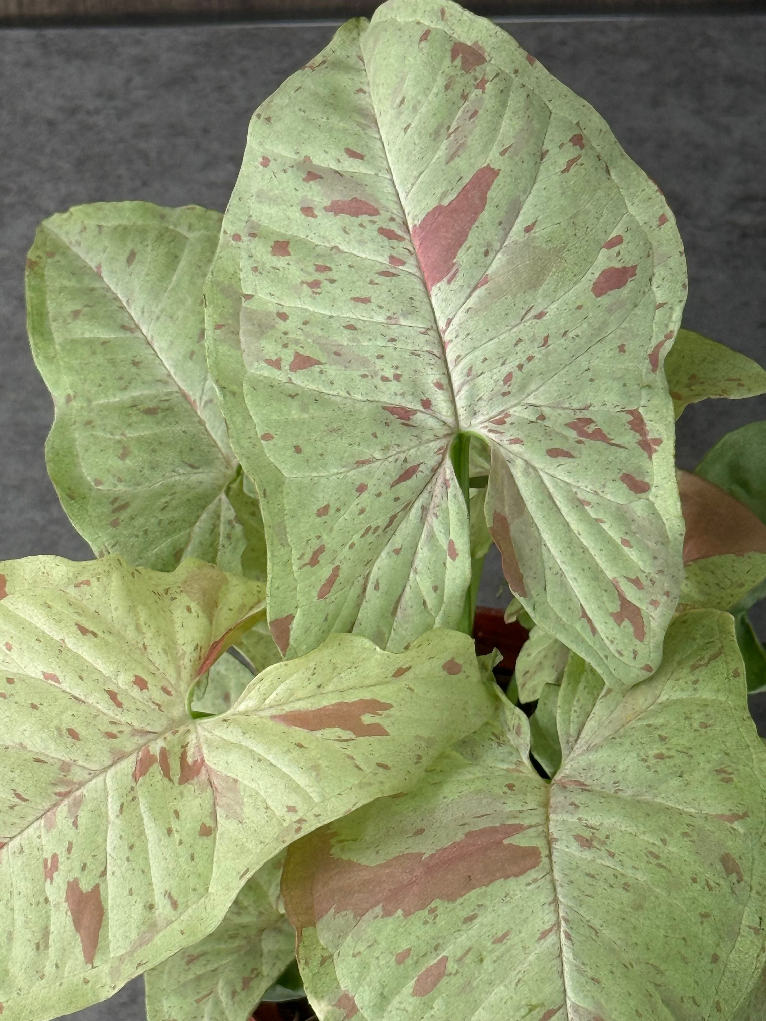 Milk and Confetti Syngonium - Product image