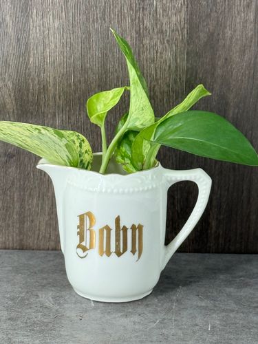 Baby Pothos Cuttings  product image